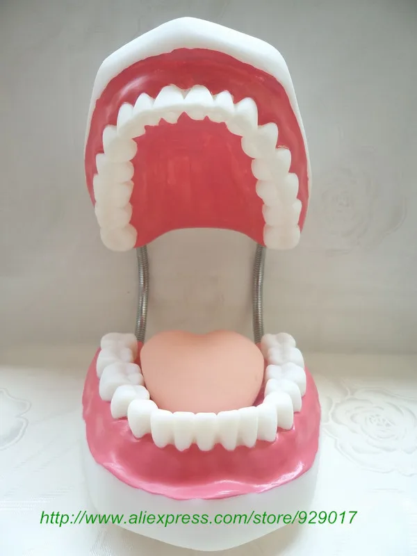 teeth model with clay