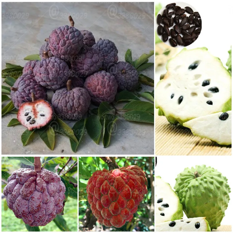 

10Pcs Purple Sweetsop bonsai Rare Sugar-apple Fruit Bonsai Tree Annona squamosa Perennial Fruit Potted Plants for home garden