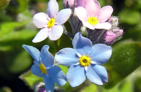 Blue Pink Forget Me Not Flower Seeds Rose Myosotis Scorpioides Blue Pink Forget Me Not Flower Seeds Rose Myosotis Scorpioides Sylvatica Fresh Seed Packet In Bonsai From Home Garden On Aliexpress Alibaba Group