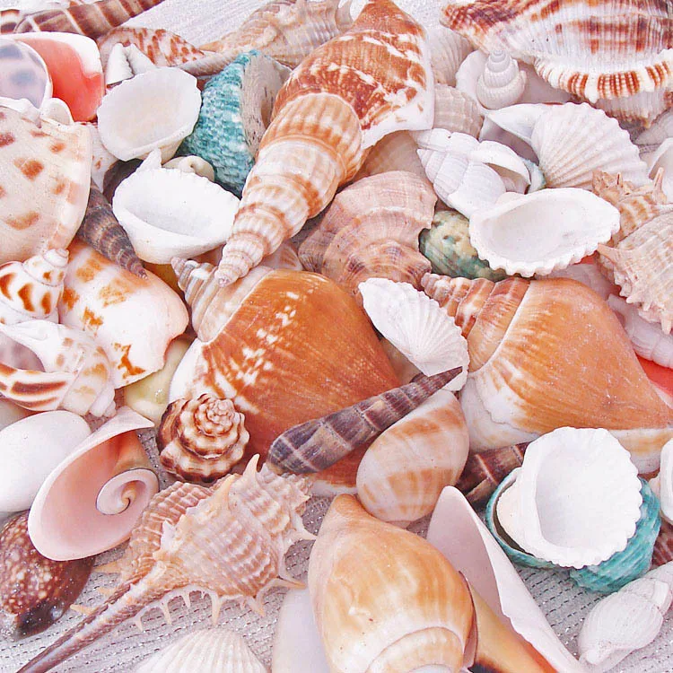 50pcs mix Natural shell combination set mesh bag fish tank yangtz wedding decoration | Дом и сад