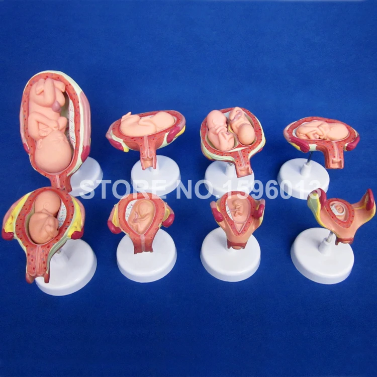 Модель развития плода, модель развития эмбриона, анатомическая матка и плод с пуповиной, модель развития плода