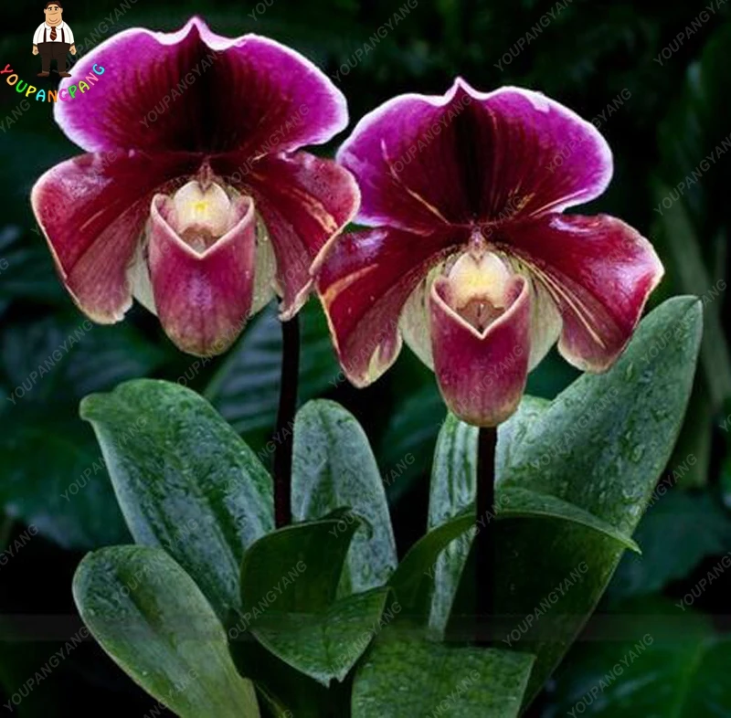 100 Pcs Rare Black Orchid Flowers plants Exotic Spieces Orchid plants