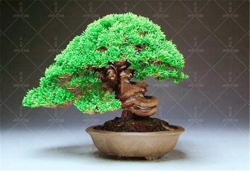 

Pine Tree bonsai, Potted bonsai Pinus Landscape bonsai For Home&Garden,Teach you how to grow 20 pcs/pack