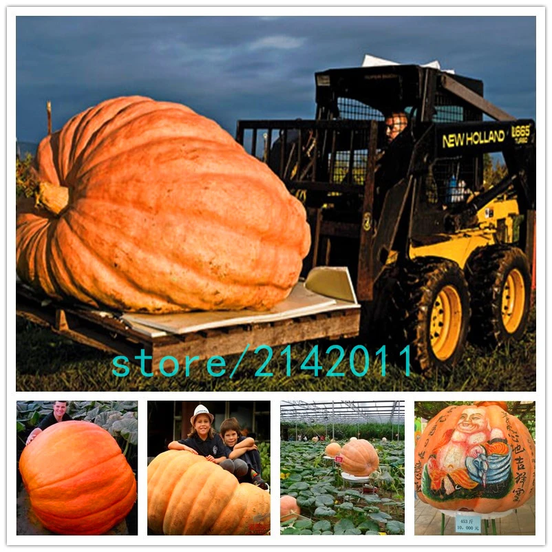 

20 pcs/bag pumpkin plants,giant pumpkin Organic Heirloom fruit vegetable planting pumpkin for home garden
