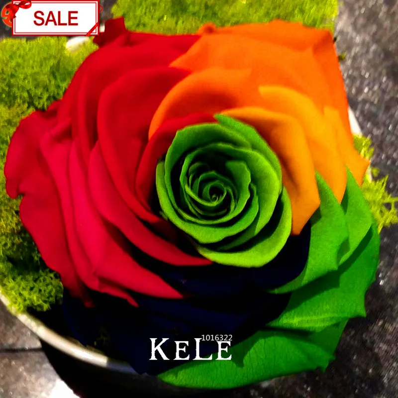 

Big Promotion!Crazy Promotion Rainbow Rose Bonsai DIY Home Garden Colorful Rose Flower Plant,50 Pieces/pack,#LDOCUS