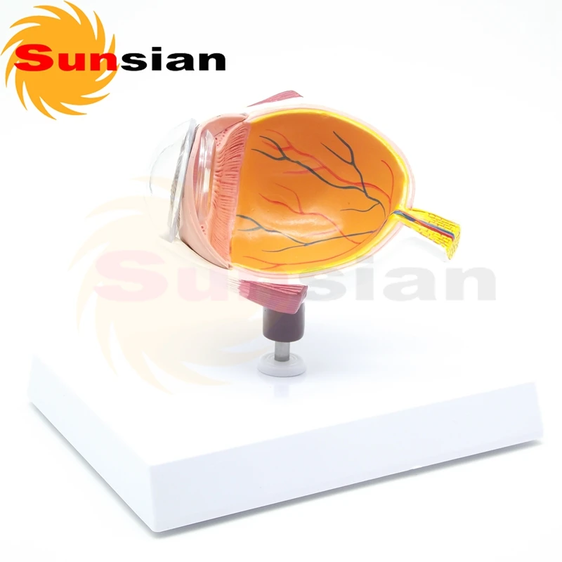 

The expansion model of half eyeball ,anatomical model,anatomy model,anatomia