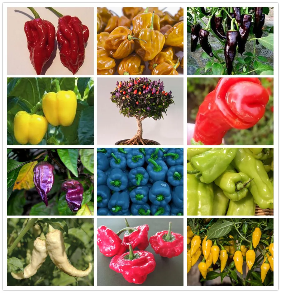 

Sales! 500 Pcs Giant Spices Spicy Mix Colors Chili Hot Pepper Exotic Potted Bonsai Garden For Flower Pot Planters Easy To Grow