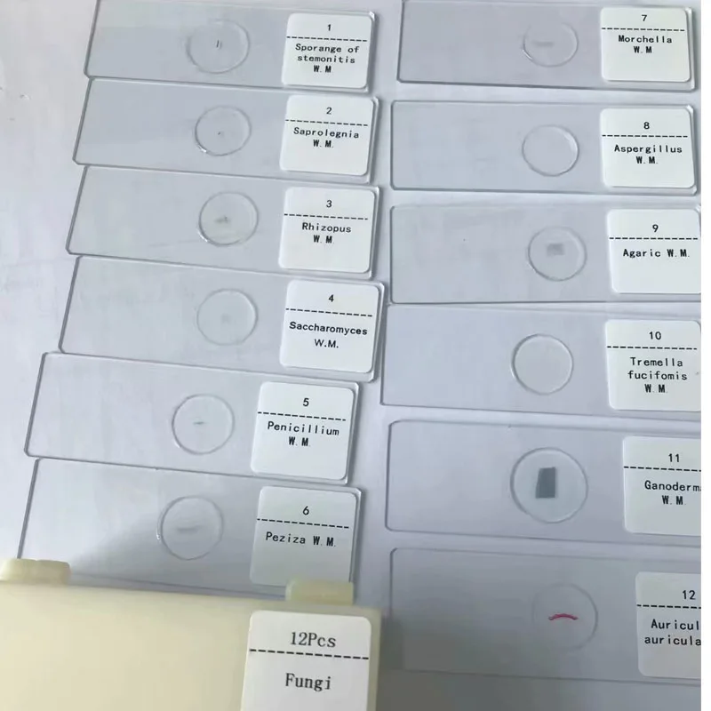 

12pcs teaching fungi prepared microscope slides for biology educational supplies