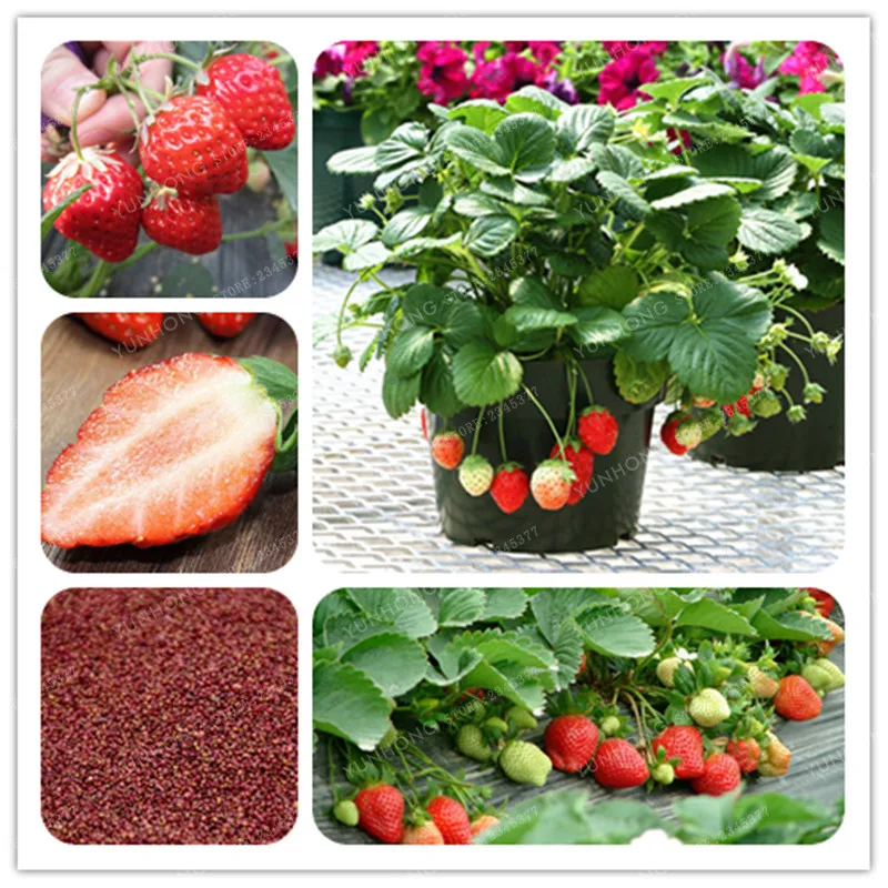 

Strawberry Bonsai Tree Very Delicious Fruit Bonsai For Home Garden Bonsai Plant Easy To Grow 100 PCS/Bag