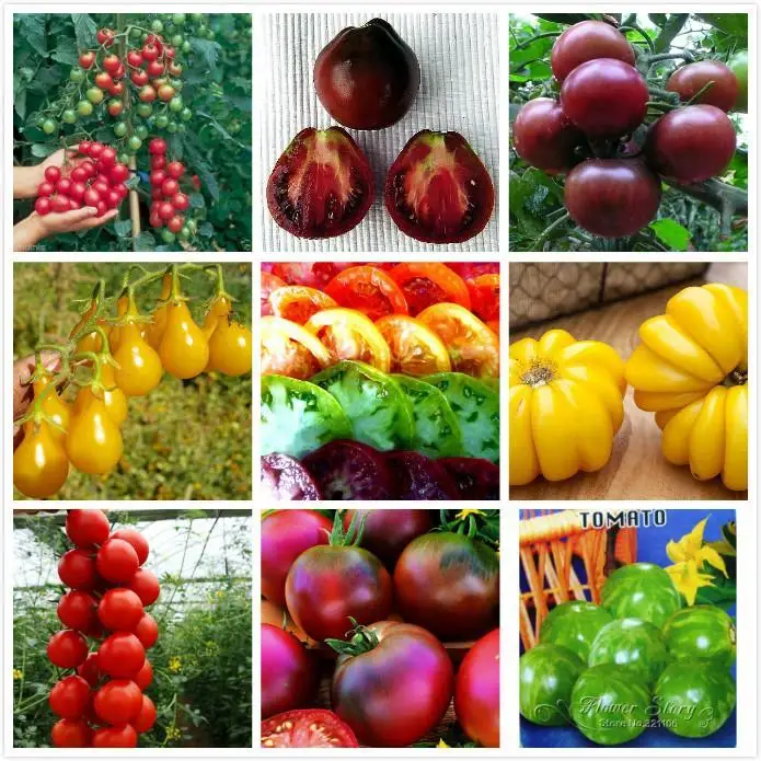 

900pc each 100pc, 9 kinds mixe color yellow red black tomato Seeds,Fruit Land Miracle Organic Vegetable Seeds Home Garden