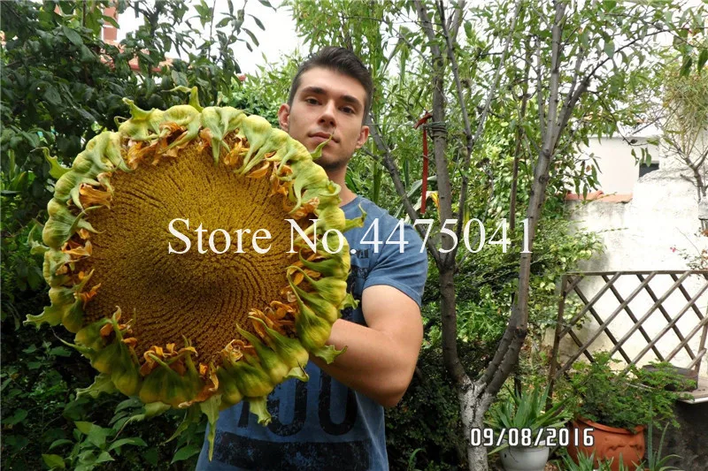 

100% Genuine Edible Sunflower Bonsai, 20 Pcs Very Giant Sunflower Flower Bonsai Plants For Home Garden Perennial Gifts For Kids