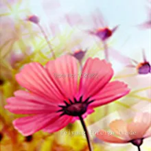 DIY5D декоративная живопись для спальни для домашнего свадебного украшения Подарочные цветки серии Алмазный вышитый крестиком 25X30 см