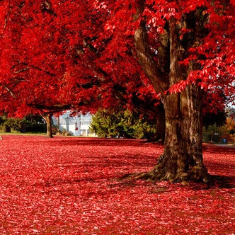 

20 particles beautiful Japanese red maple home garden tree