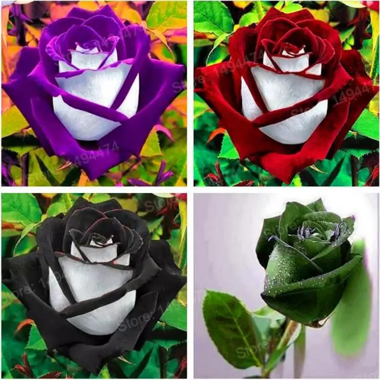 

200 Pieces/bag Rare rose special flower Black Rose Flower with White Red Edge rose bonsai plant for home and garden