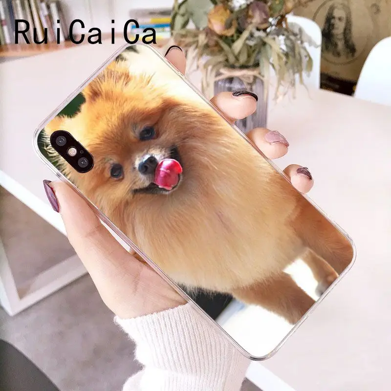 Pomeranian dogs dog