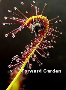 Big Promotion!! 120 Pcs Carnivorous Plants Drosera Peltata Pot Flycatcher Bonsai Sundew Venus Flytrap Table Garden Succulent