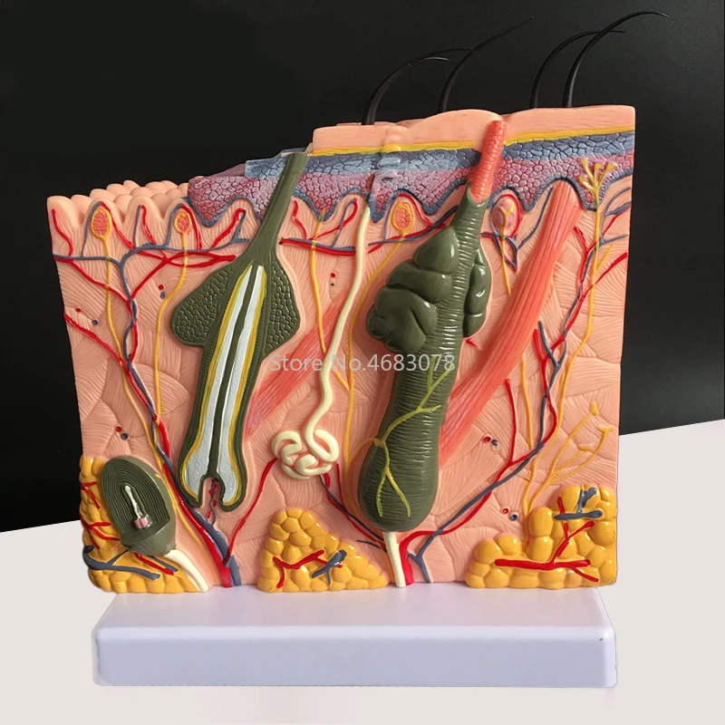 Human Skin and Hair Structure Enlarge Model Skin Layer Structure Model skin structure anatomy cosmetic training medical head model medical lumbar disc model