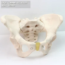 CMAM/12340 таз, женский, пластиковый таз медицинская анатомическая модель человека