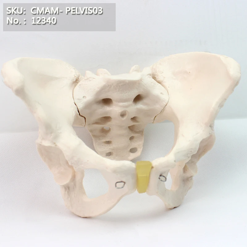 CMAM/12340 Pelvis, female, Plastic Pelvis Medical Anatomical Human