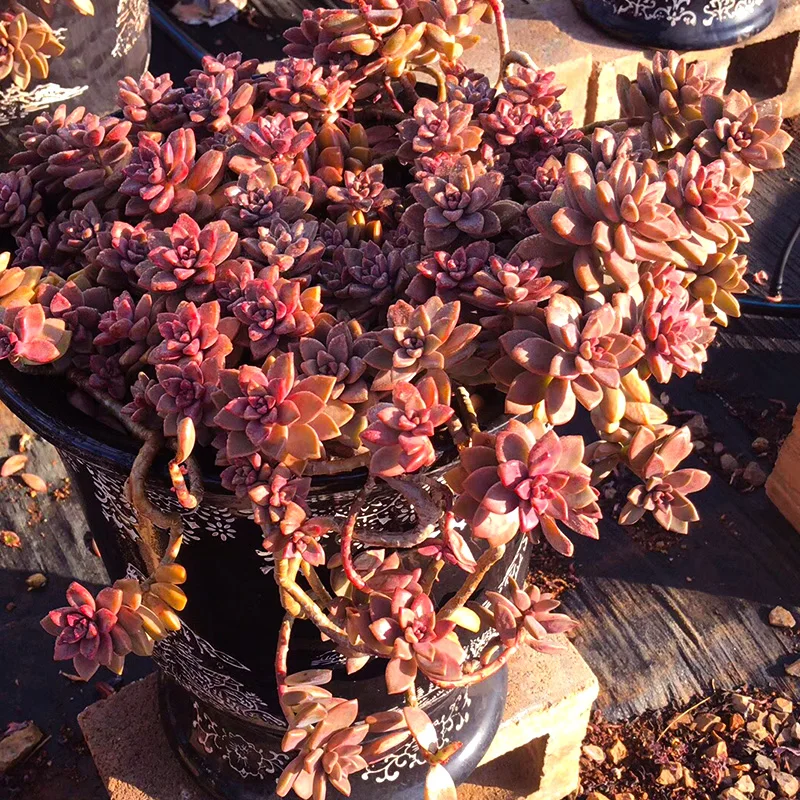 Graptopetalum paraguayense cv Бронзовый кластер Редкие сочные черенки все разные для живых растений настоящее растение