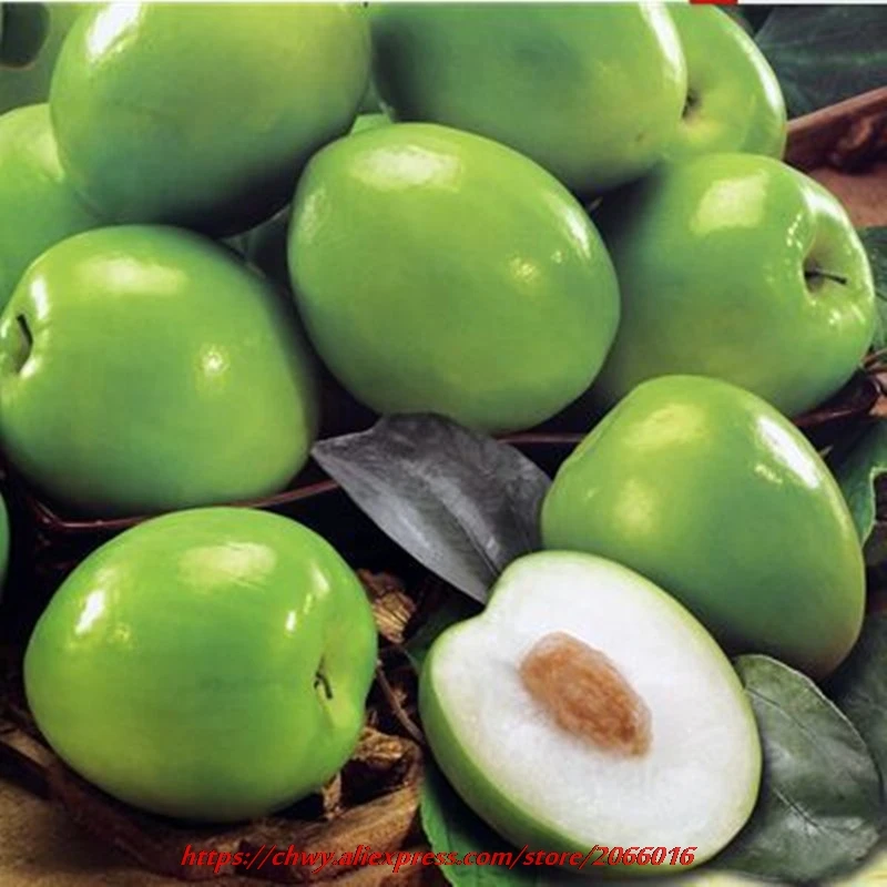 jujube seeds for sale