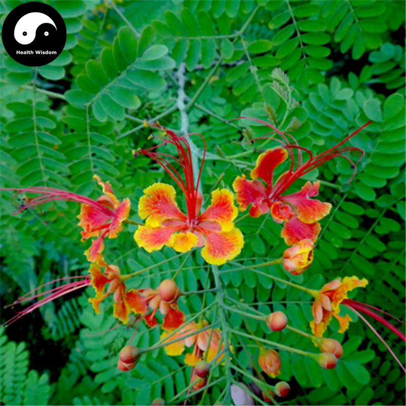 Buy Caesalpinia Pulcherrima Tree Semente 40pcs Plant