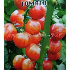

Baikal Nini color tomato bonsais 200 pcs healthy vegetable bonsais