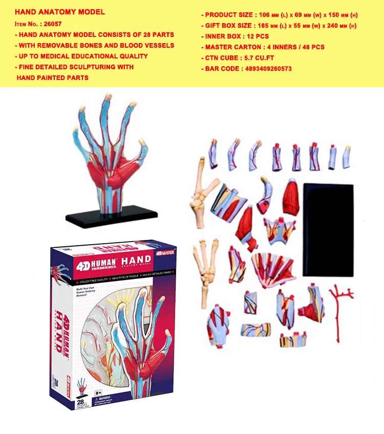 HAND ANATOMY MODEL