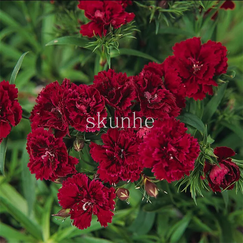 Pan American Double-flowered Dianthus Flower bonsai Dynasty Series 5 пилюль осень посев Весна гвоздики 100 шт. (Ши Чжу)