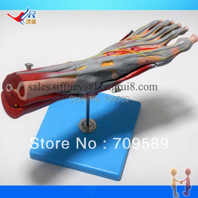 ISO Deluxe Muscles of Foot with Main Vessels & Nerves, Anatomical Foot model ISO Deluxe Muscles of Foot with Main Vessels & Nerves, Anatomical Foot model
