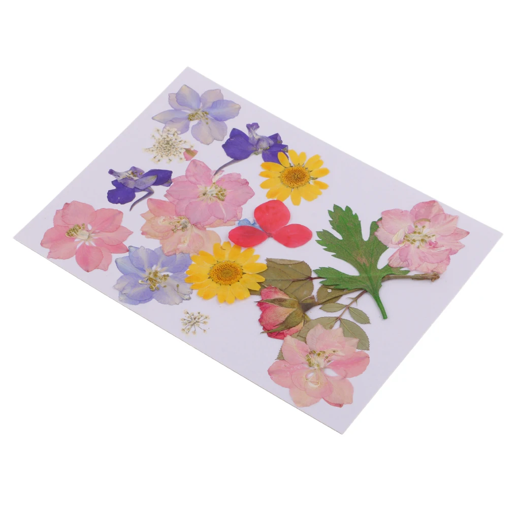 MagiDeal Multi Kind Pressed Real Dried Flowers Leaves DIY Phone Case Scrapbook Crafts Artificial Flowers For DIY craft Projects