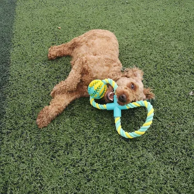 

Multifunction Pet Molar Bite Dog Toys Rubber Chew Ball Cleaning Teeth Safe Elasticity TPR Soft Puppy Suction Cup Biting Toy