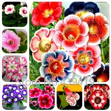 100 seeds / bag Gloxinia seeds plant flowers Plena sinningia gloxinia bonsai for garden Flower potted planters