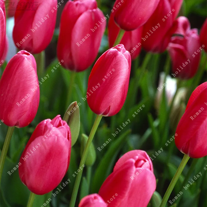 Us 0 76 20 Off Zlking Real Red Flower Bulbs Tulip Beautiful Pretty Special Fragrance Exotic Flowering Plants Natural In Bonsai From