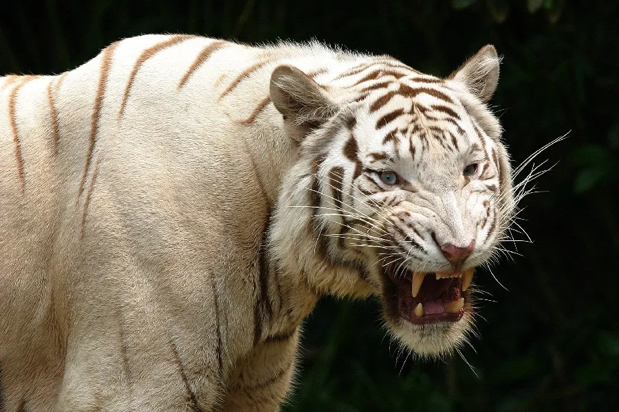 Unduh 4600 Koleksi Gambar Harimau Albino Terbaik HD