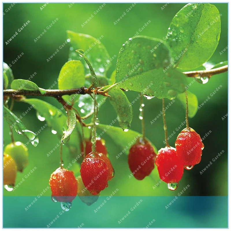 

ZLKING Buy Elaeagnus Umbellate Semente 20pcs Plant Autumn Elaeagnus Tree For free shiping