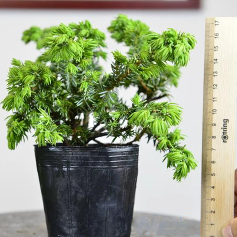 20 pcs Japanese juniper bonsai tree potted flowers office bonsai purify the air DIY home garden
