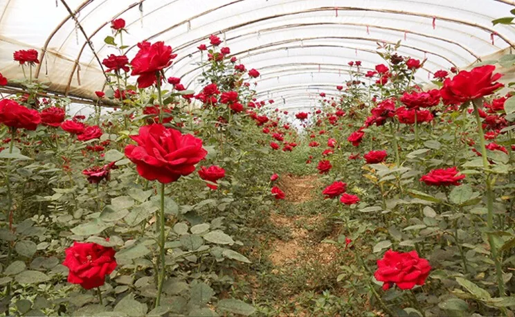 96199_commoditypicfile5