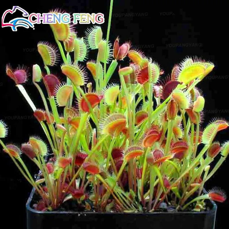 

300pcs/lots Flytrap Plant Multifarious Nepenthes Carnivorous Plantas Dionaea Muscipula Giant Clip Venus Bonsai tree Flower