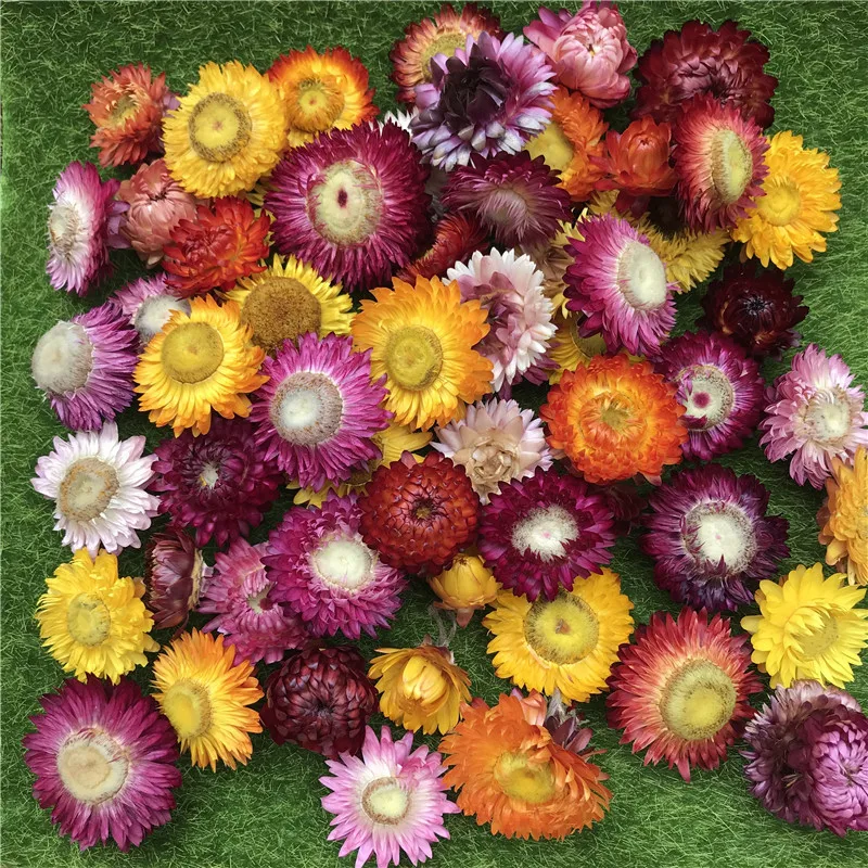 50 г и 150 г Натуральные Цветные сушеные Цветочные головки с хризантемами, свадебные цветы в центре, сухие цветы, консервированные цветы