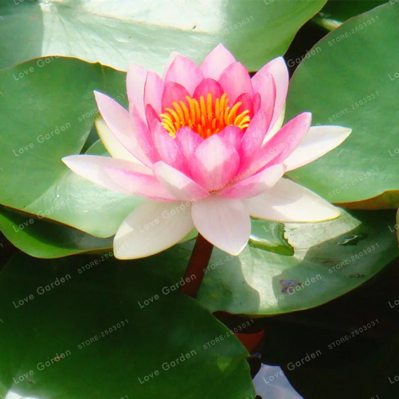 5 шт. Nymphaea бонсай, Лотос карликовые деревья Nymphaea Caerulea Азии кувшин цветок пруд карликовые деревья декоративное растение для сада
