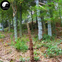 Купить панцирь черепахи бамбуковое дерево Semente 100 шт. завод бамбука для бамбуковый сад