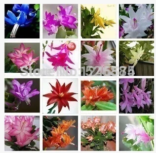 

Schlumbergera Bonsai Potted Bonsai Zygocactus Truncatus Flower Bonsai Garden Plants, Perennial Planting - 100 Bonsai