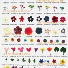 2000 шт./мешок vacuumize сушеные цветы профессиональный засушенный цветок