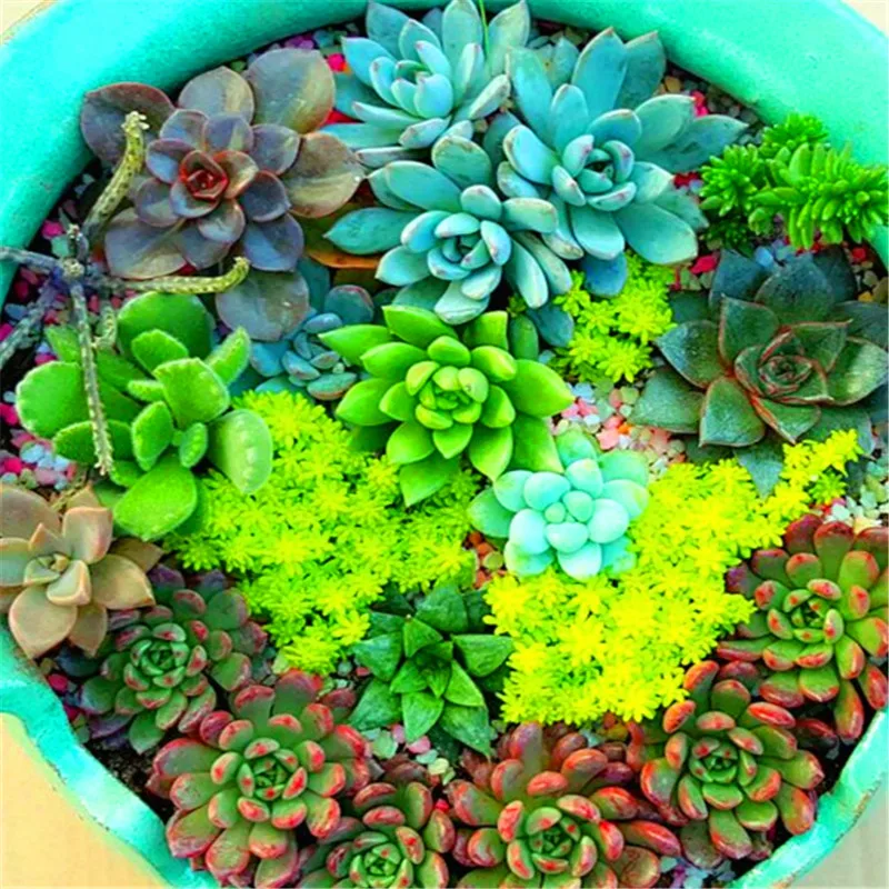 100pcs Mini Cactus plant Mixed Succulent Flower bonsais of garden flowers Rare Sempervivum 100pcs Mini Cactus plant Mixed Succulent Flower bonsais of garden flowers Rare Sempervivum