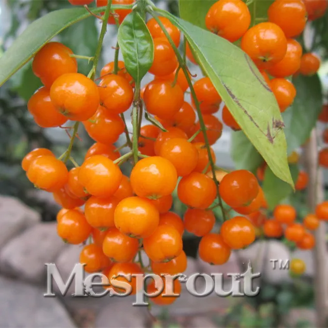 

Cheap Bonsai 30pcs Edible Oranges Fruit Mandarin Bonsai Tree Citrus Pots Plants Mini Garden Mandarin Orange Bonsai Sementes