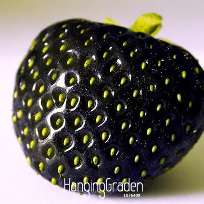 

New Fresh 100 Pcs/Lot Fruit flores Black Strawberry plantas Bonsai Plants For Home & Garden Pot Garden Strawberries,#PNU41S