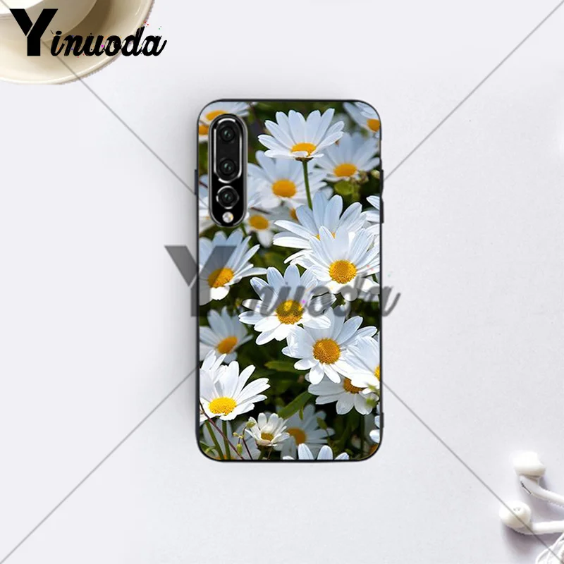 Daisies  (14)