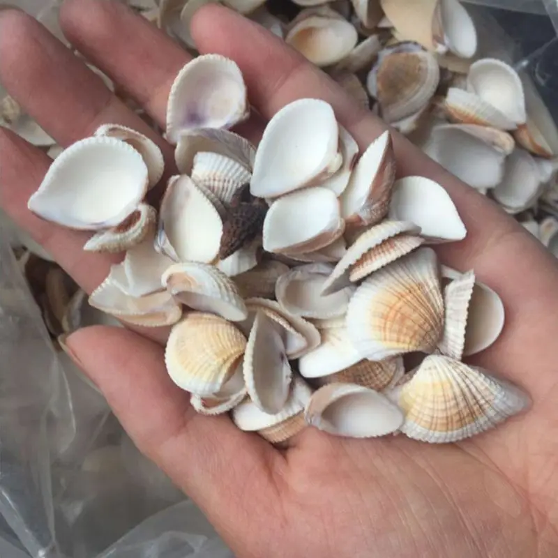50pcs Natural Conch Shells Mini Conch Corn Screw Wall Decoration Diy