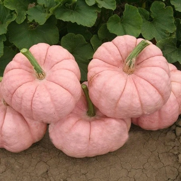 

10PCS Pink Pumpkin Bonsai Rare Popular & Cute Color No GMO Delicious DIY Home Vegetable Bonsai